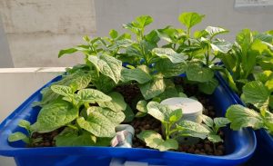 Nhu cầu trồng rau tại nhà trong mùa dịch ngày càng tăng