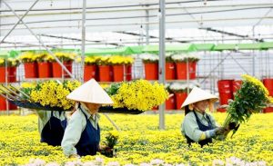 Hàng trăm triệu cành hoa, bơ và mắc ca rớt giá tại Lâm Đồng